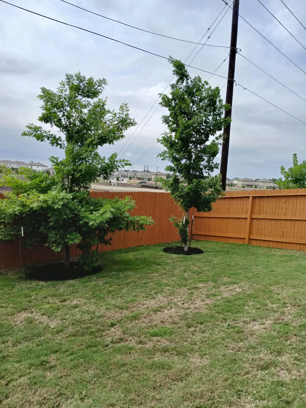 A backyard view showing the wood fence alongside the lawn.